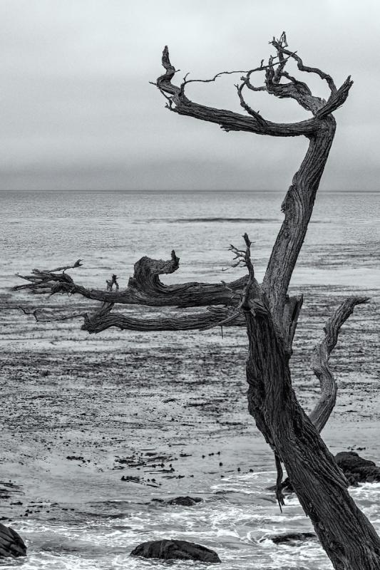 Skeleton Tree Livingston Camera Club